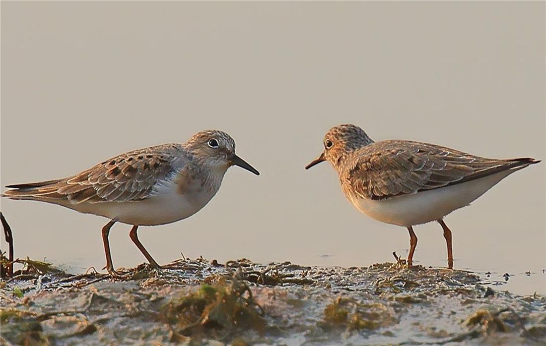 鸟中好爸爸！雌鸟只负责下蛋，孵卵与育幼的任务全留给雄鸟