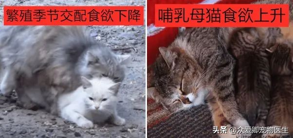 猫狗食欲下降,春天布偶猫不好吃饭怎么回事