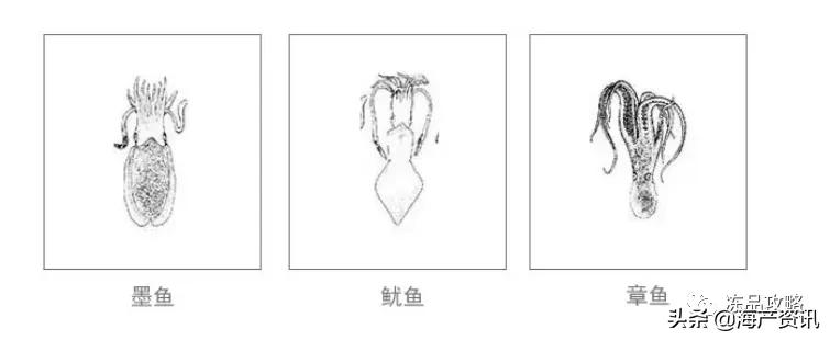 章鱼八爪鱼鱿鱼墨鱼乌贼怎么区分,乌贼章鱼鱿鱼的区别图解
