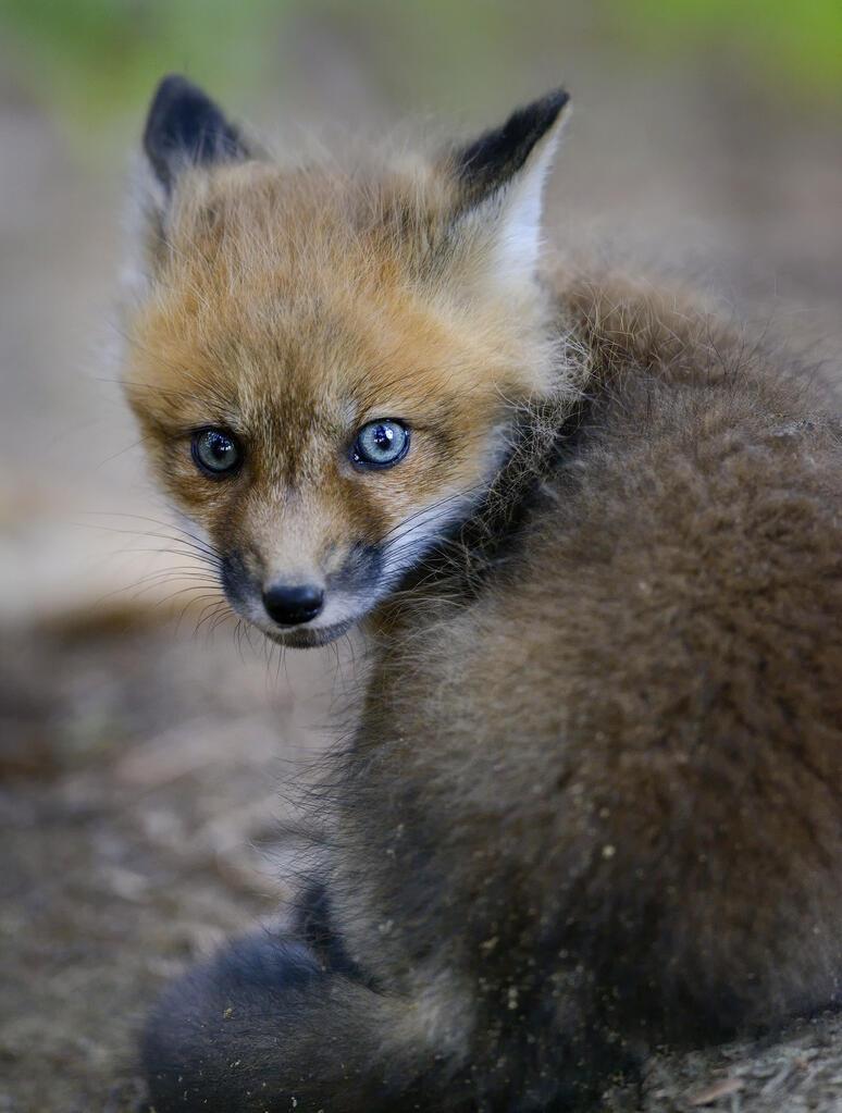 缇庡浘娆ｈ祻鍚儏鑴夎剦,缇庡浘ai娣峰壀