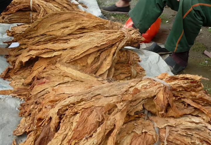 长寿之王龚来发,长寿之王龚来发终身未娶