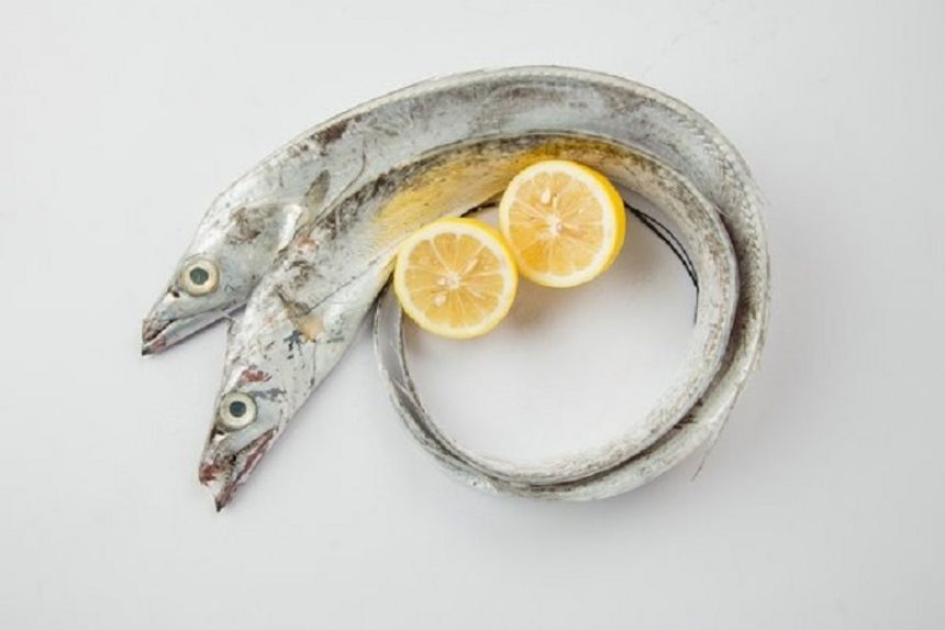 为过收费站,浙江一司机生吃带鱼证新鲜,带鱼真的一出水就死?