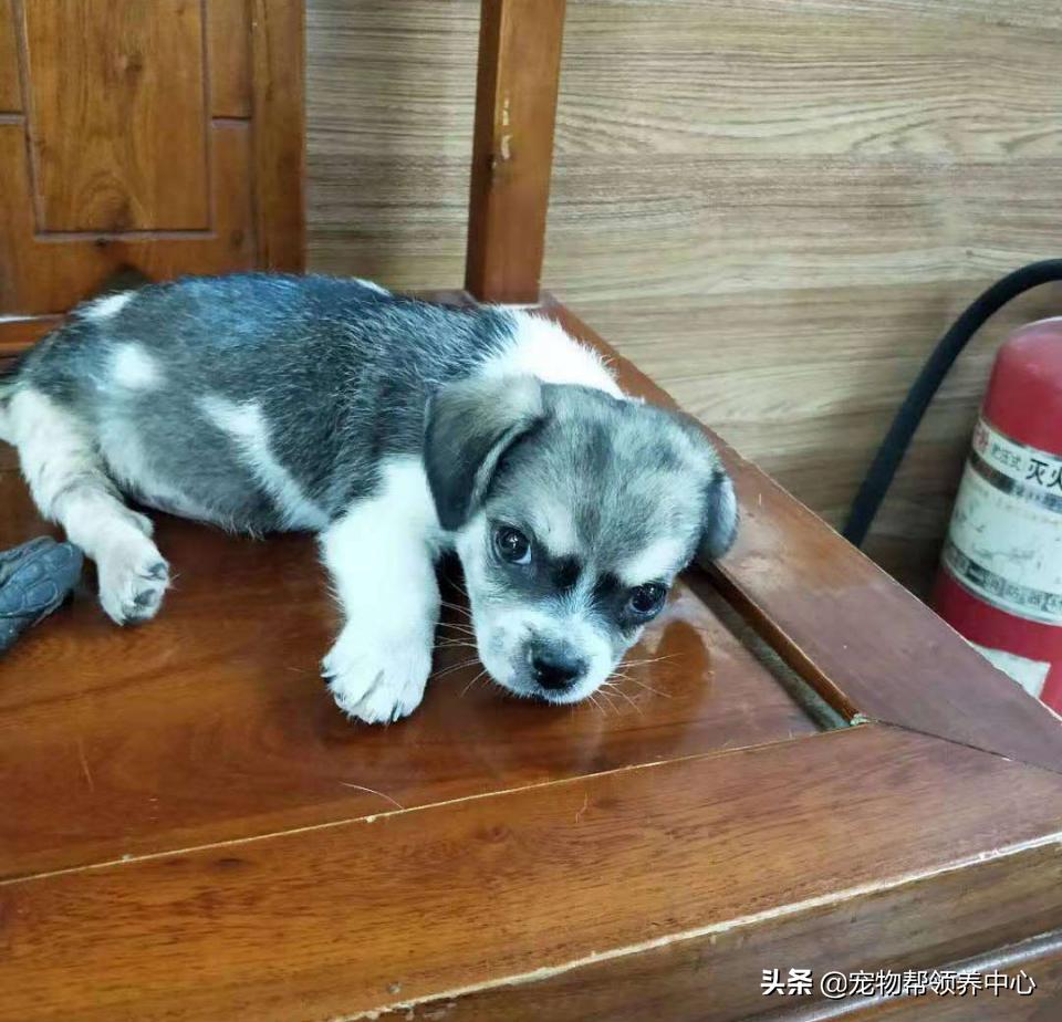 除夕，身上恶臭的萨摩耶在家门口流浪：为什么要抛弃我？