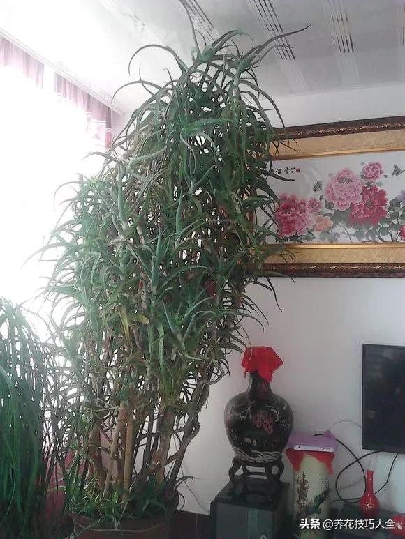 长寿花很多枝头怎么修剪变成老桩,长寿花2年了枝干长成老桩了