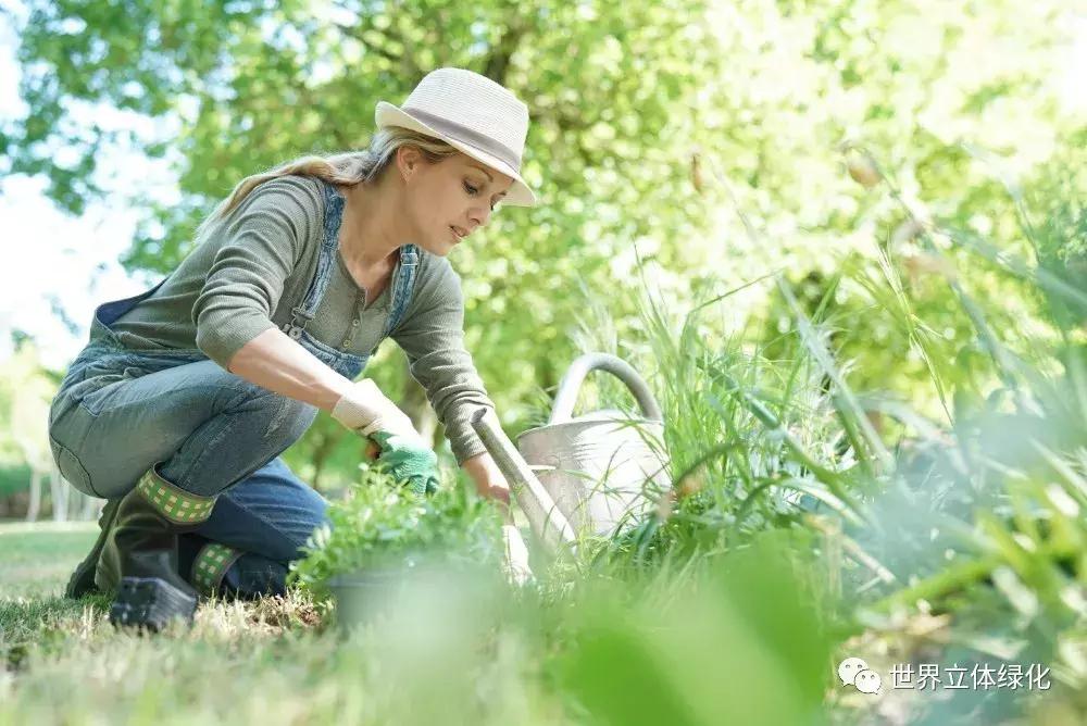 为什么园艺疗法能快速发展,园艺疗法的应用领域