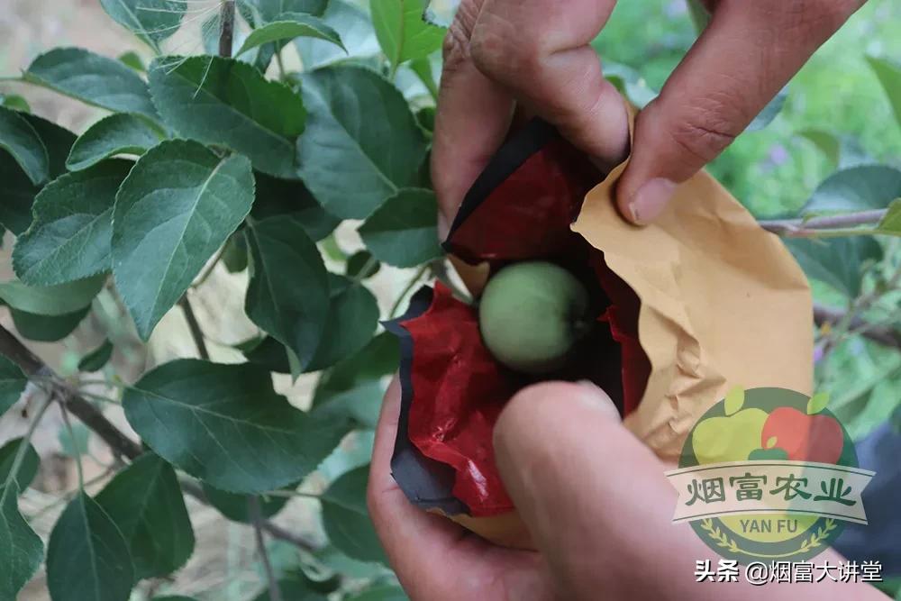 套袋前三遍药怎样喷,苹果套袋前三遍药用药表