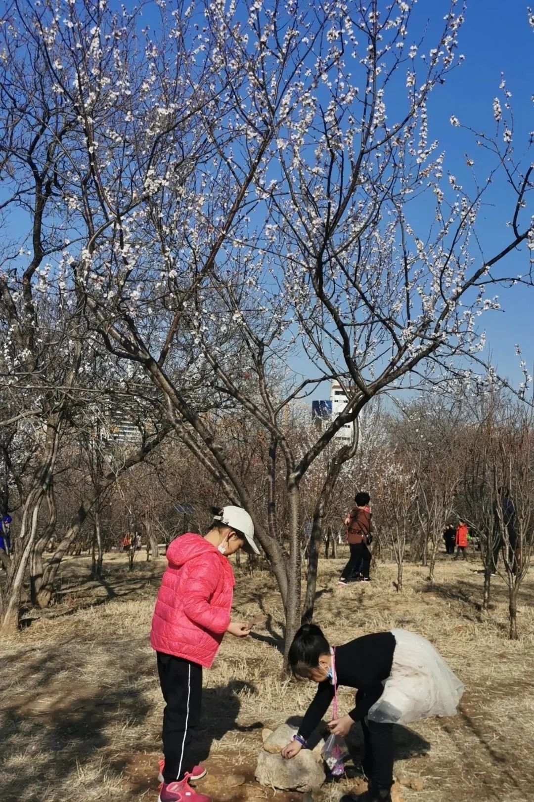 济南3月免费赏花攻略,花都开了济南周边赏花攻略收好
