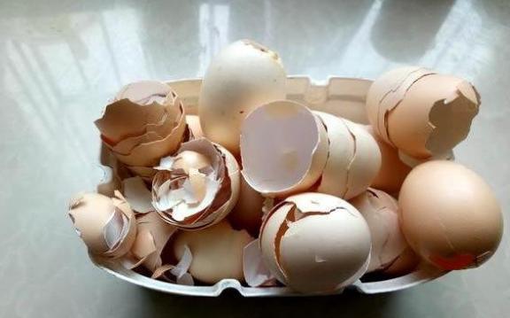 鸡蛋壳一般养花有什么作用,鸡蛋壳养花的正确使用方法