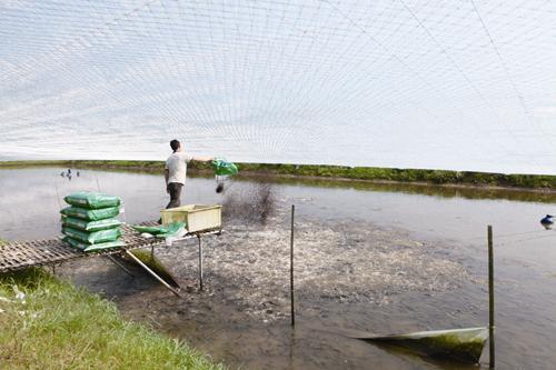 对虾怎么养成功率高,对虾养殖怎么判断虾的健康