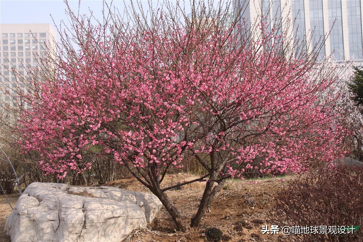 适合南方庭院种植100种花树,16种耐寒的庭院花卉植物