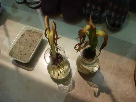 风信子开完花后一直在土里可以吗,开过花的风信子种球怎样处理