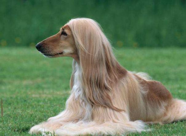 最优雅的狗阿富汗猎犬,阿富汗猎犬各种造型