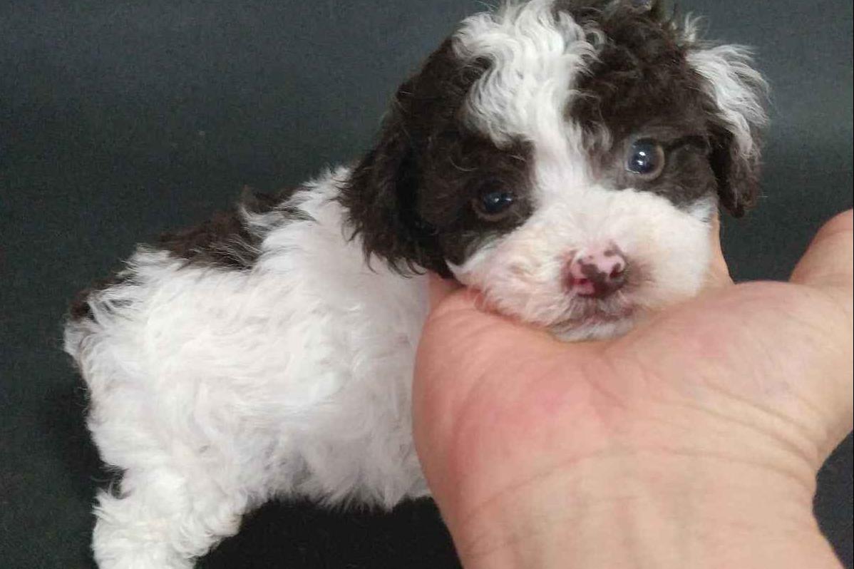 棕色泰迪配什么色泰迪比较好看,泰迪颜色好看排名