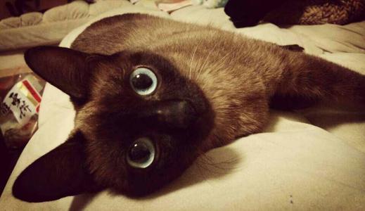 新手养猫哪个品种比较好养一点儿,九大养猫好物分享新手铲屎官必看