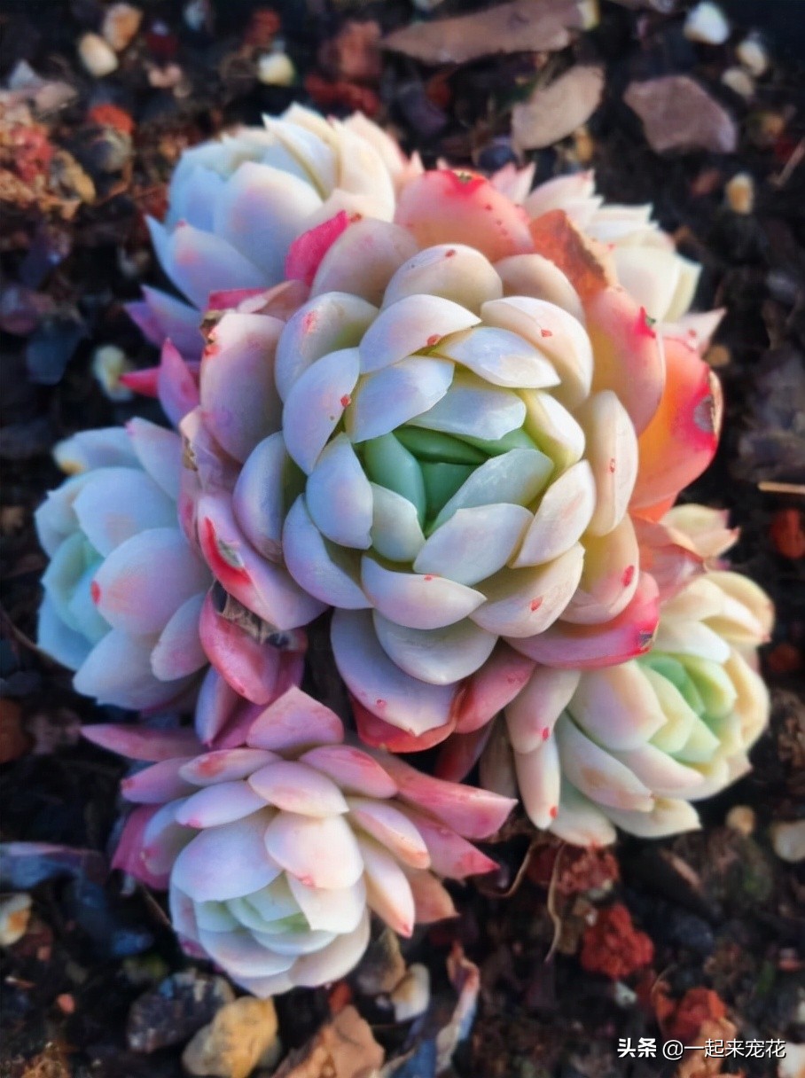 多肉冰莓好养吗,养冰玉多肉的正确方法