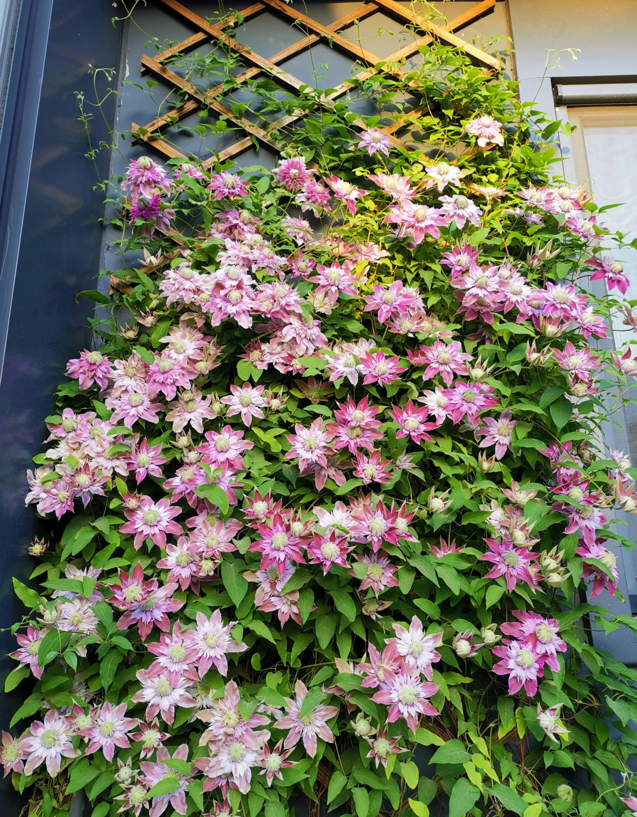 家里种了一颗爬墙花,家里种爬藤蔷薇好吗