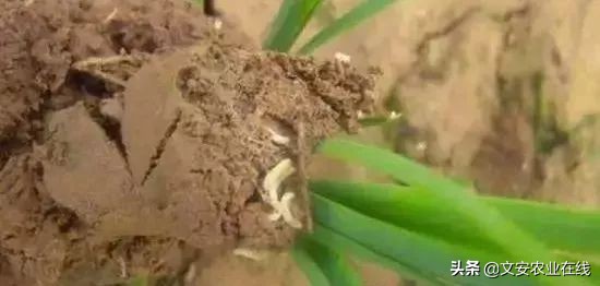 红薯地怎么杀灭地下害虫,地下害虫最佳灭虫方法