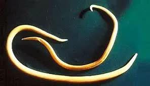 狗狗体内外寄生虫有哪些?看完这篇再也不用为这事儿发愁了