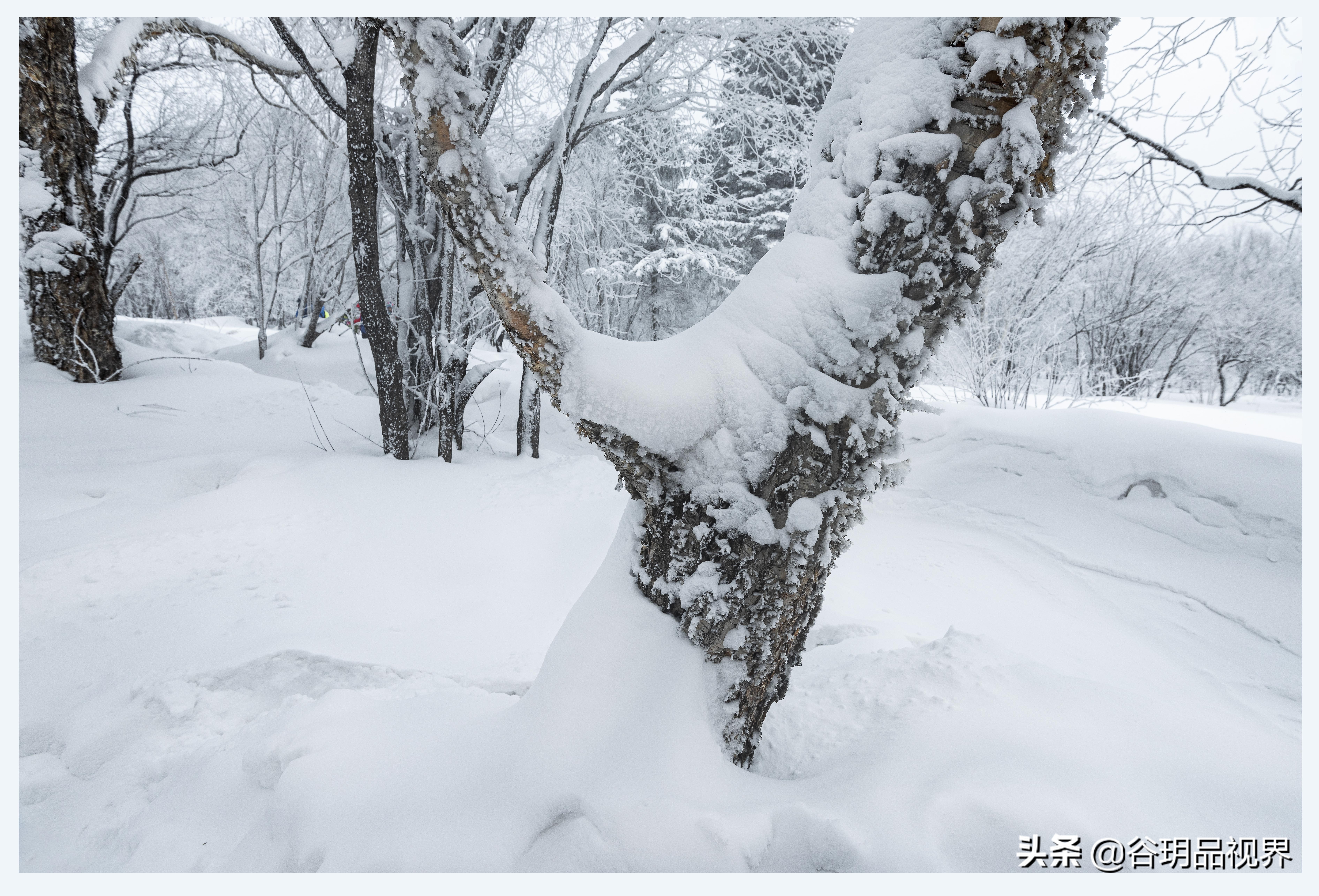 近距离拍摄雾凇视频,林海雪原拍摄照片