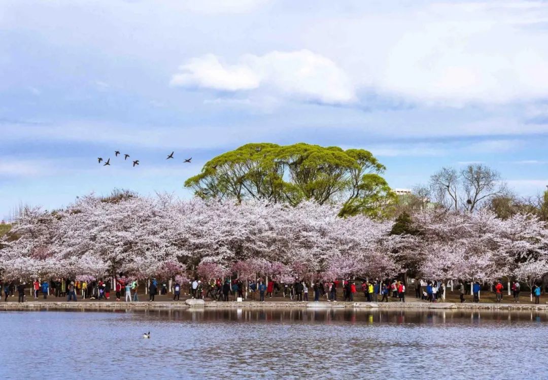 这份全国八大超美赏樱攻略,国内赏樱地盘点图片