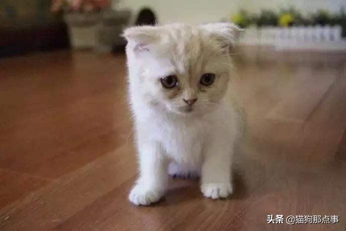 猫得猫瘟不想养了,养过猫瘟的猫能养狗吗