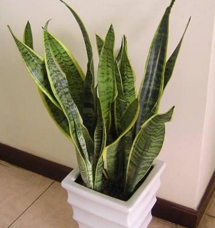 睡眠不好什么花助睡眠,失眠适合养什么花泡水喝