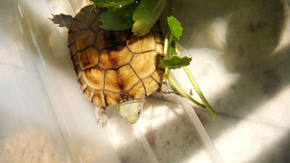 养龟的7大禁忌乌龟死了可以吃吗,养乌龟老是水臭怎么办