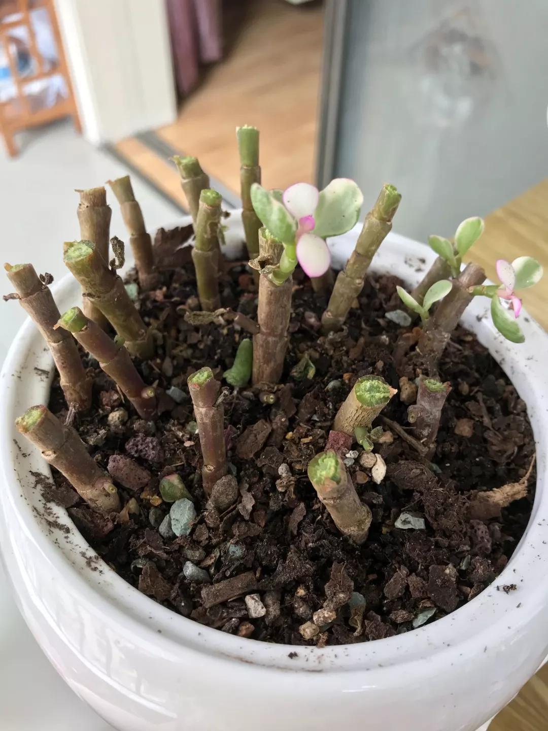 大花马齿苋养花技巧,马齿苋树盆栽怎么养