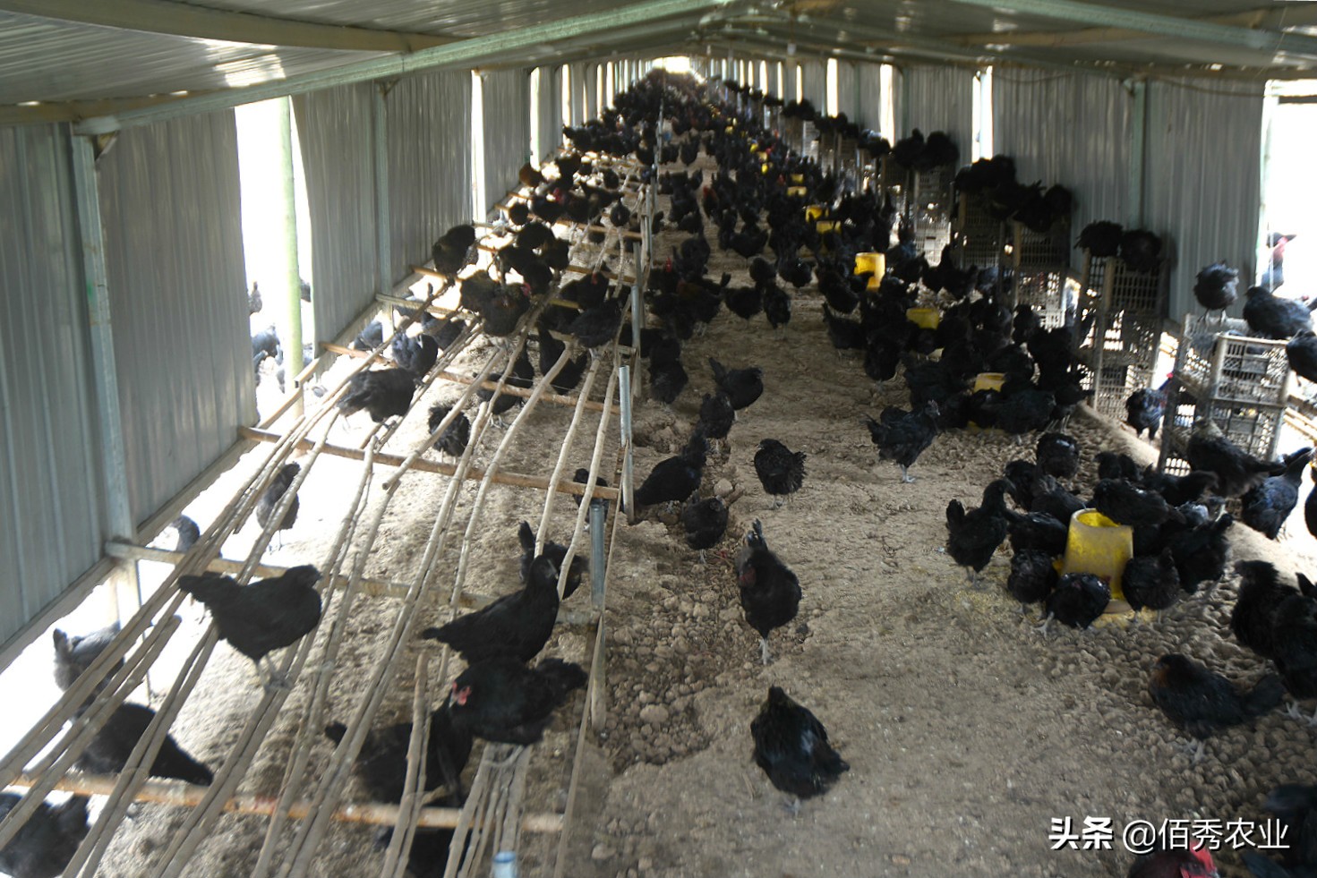 林下养鸡多赚钱的秘密,林下养鸡的真实收入