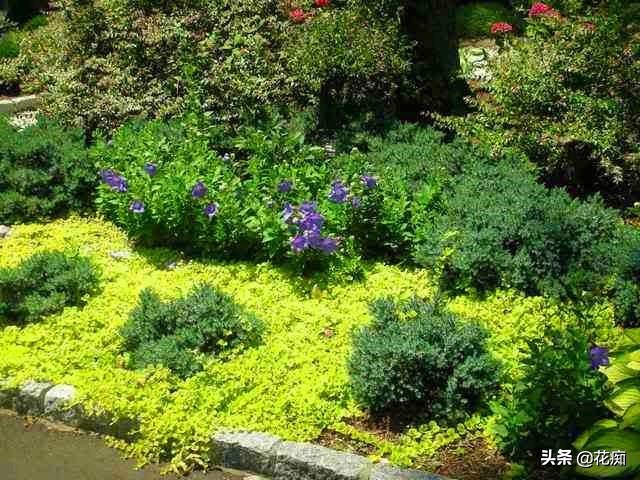 地被植物就选过路黄，轻松长成“地毯”，耐寒耐热又好看！