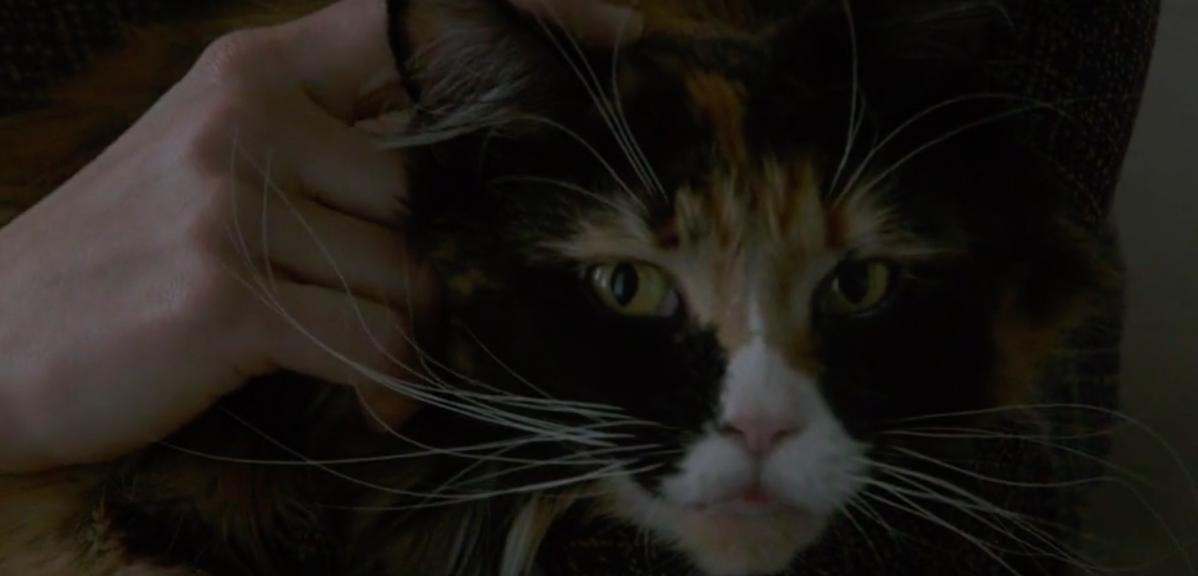 双面情人于文文,双面情人解析