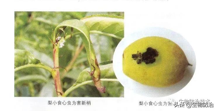 蛀干害虫是钻蛀害虫吗,果树枝干钻蛀害虫图片