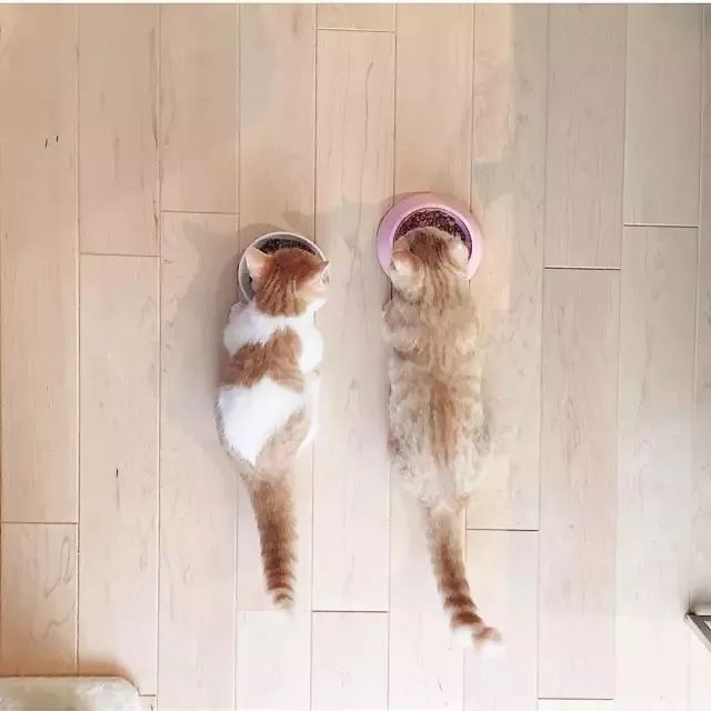 “不行了，我血槽已空，这么萌是怎么长得呢！？”