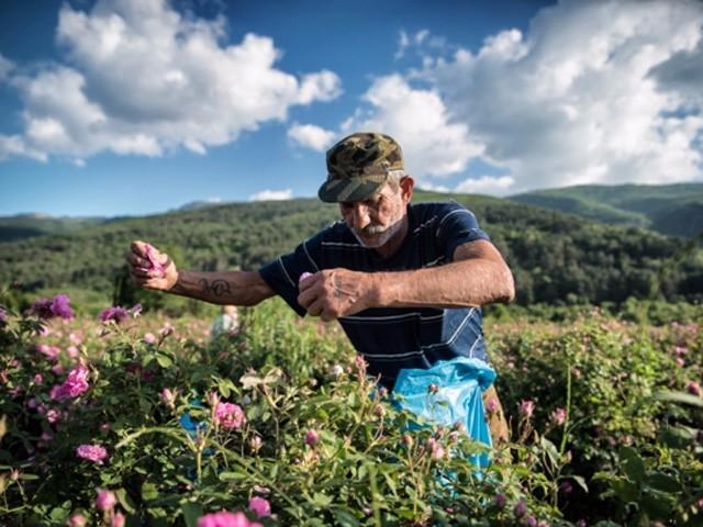 鲜萃玫瑰花纯露,玫瑰原液玫瑰纯露