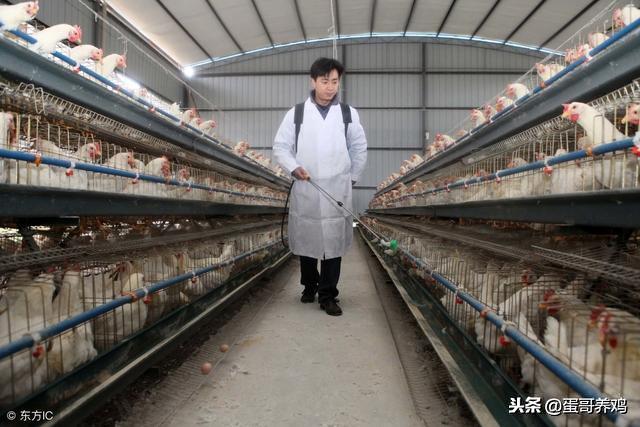 鸡滑液囊如何防治？中西药结合*管双**齐下，轻松解决鸡滑液囊！