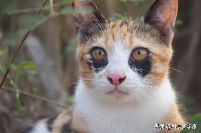 黑眼圈是咋回事,黑眼圈是怎么回事啊