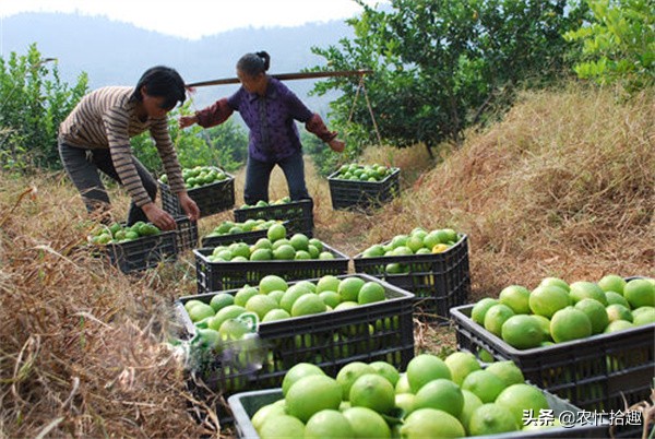 5月涨至一斤36元,吸引农民种植,如今价格腰斩,为何仍被看好