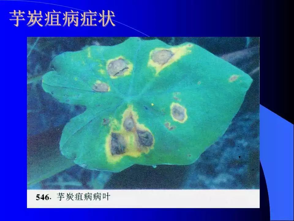 如何识别植物炭疽病和叶斑病,植物炭疽病的介绍