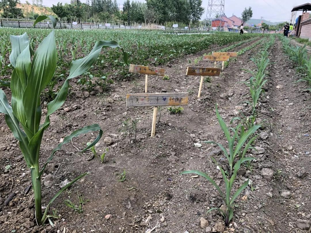 @长春人，这里有您一分田！快来认领！