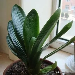 怎样才能使君子兰油光发亮,如何养君子兰叶子翠绿油光发亮