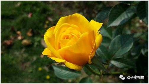 好歌赏析,听歌学英语——德克萨斯的黄玫瑰