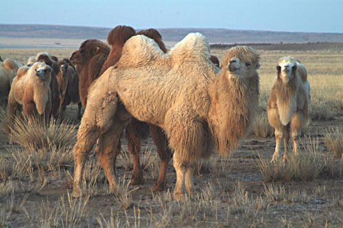 骆驼负重力有多强,骆驼负重前行
