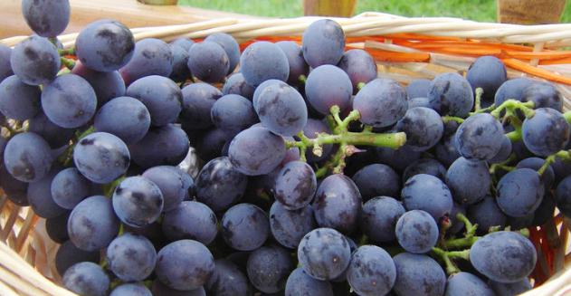 葡萄和黑色水果一样吗,葡萄和黑加仑区别