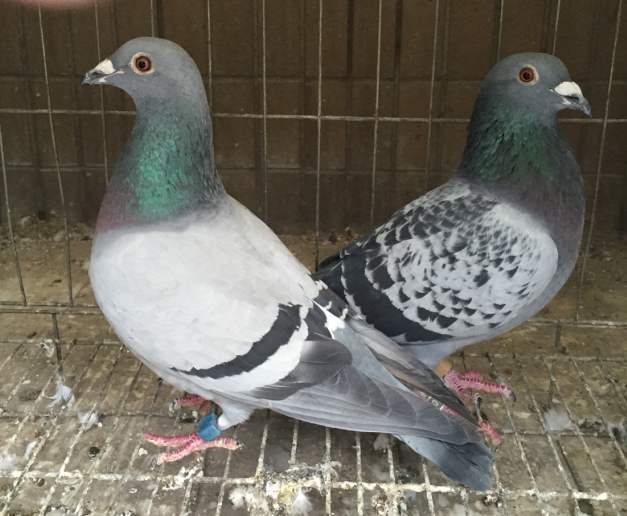 信鸽很瘦要怎么调理,鸽子越养越瘦要吃什么饲料