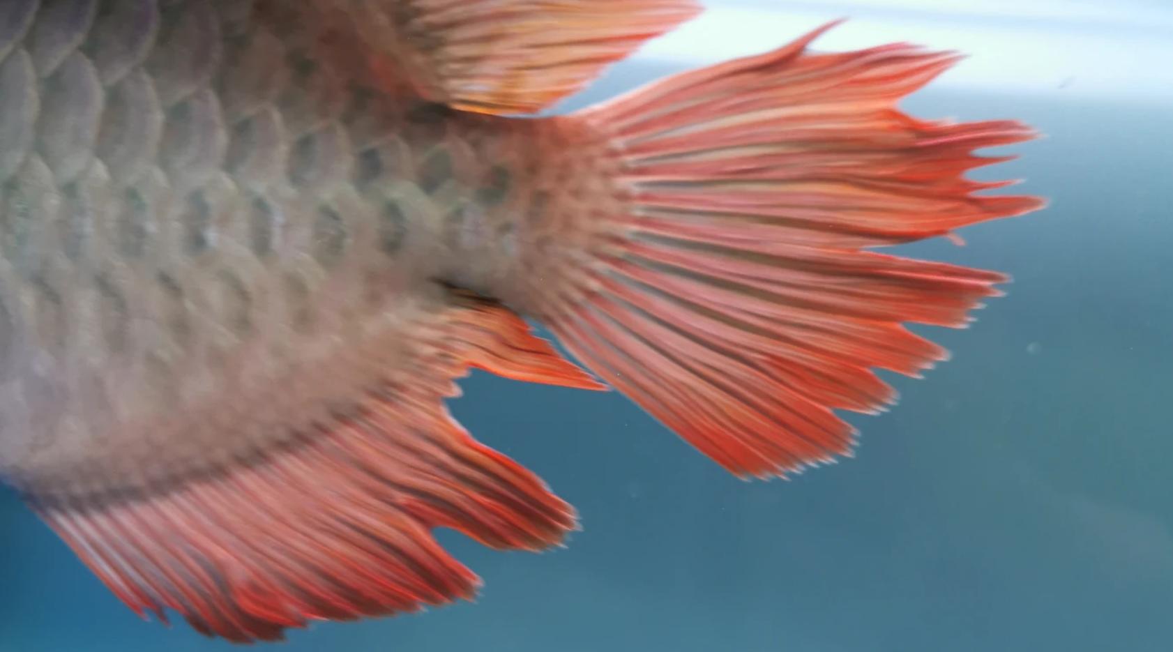 观赏鱼常见鱼病图片与防治,观赏鱼疾病分为哪几类怎么治疗