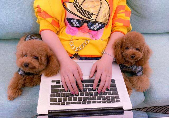 铲屎官最怕狗狗的哪些行为,那些让铲屎官崩溃的狗子