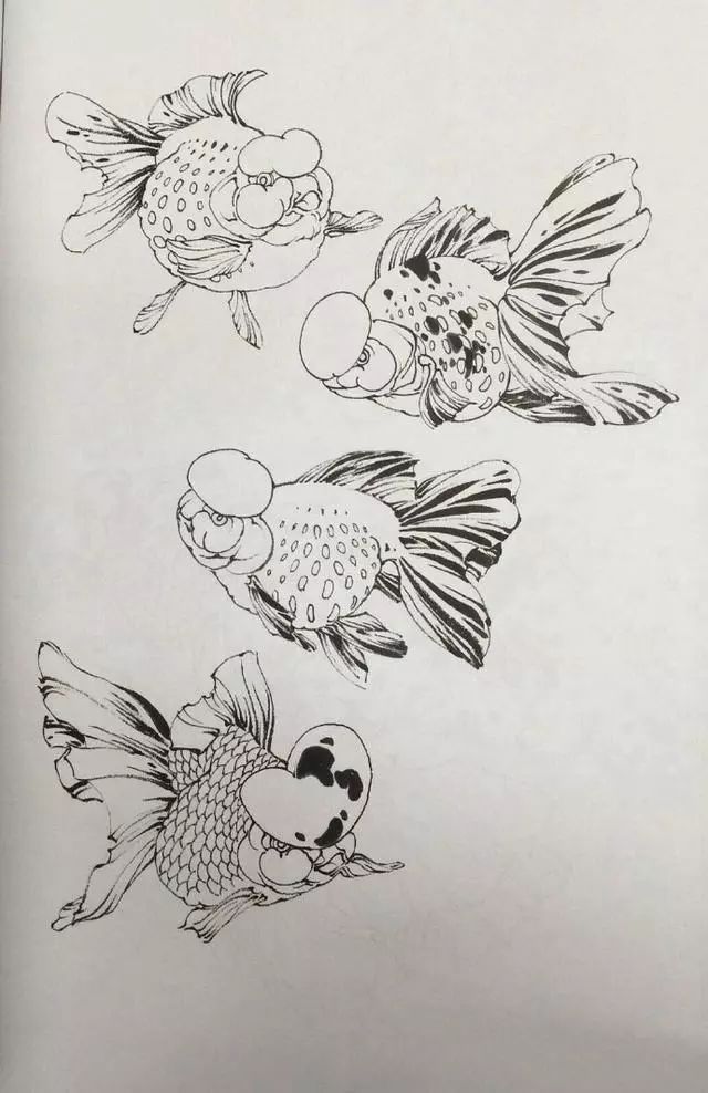 丹凤金鱼工笔白描图片,余穉工笔荷花金鱼白描