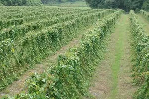 广西被低估美食,广西被低估的景点