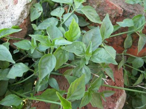 民间草药专治喉咙病,什么野草泡水喝对嗓子好