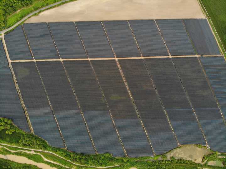 怎么用人参种子种人参,人参须能种出人参吗